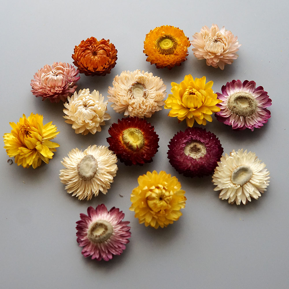 天然のドライでカラフルな菊の花輪,手作りのヘアアクセサリー, - Candle Making Products のレビューと価格
