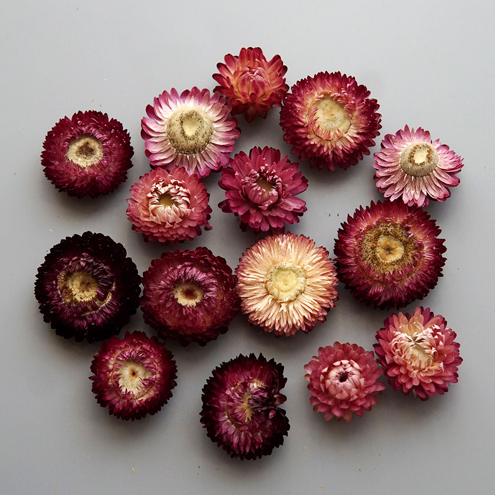 天然のドライでカラフルな菊の花輪,手作りのヘアアクセサリー, - Candle Making Products のレビューと価格